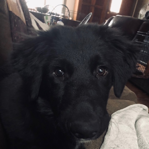 Meet your Posher, Lilibby - Picture 1 of 1